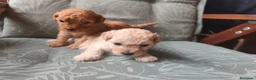 Caniche Toy perros en venta: Caniche toy PRECIO REAL en Álava - Anuncio 4