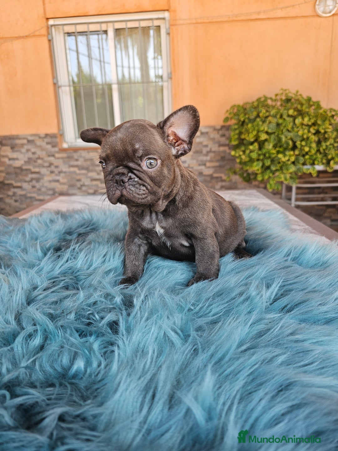Bulldog Francés perros en venta: Bulldog francés cocoa - Imagen 1