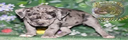 American Bully perros en venta: CRIADORES AMERICAN BULLY —  622 41 47 93 en Sevilla - Anuncio 4
