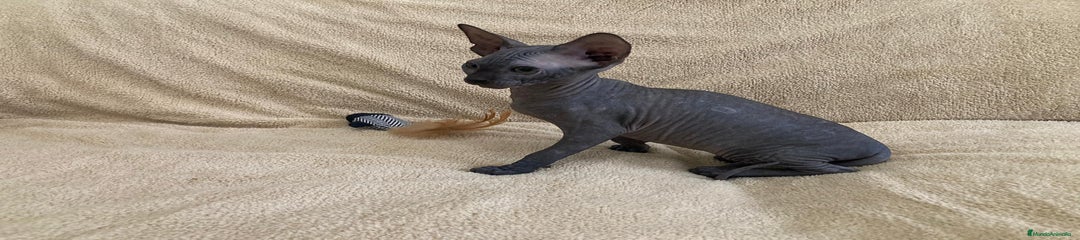 Sphynx Gatito 1