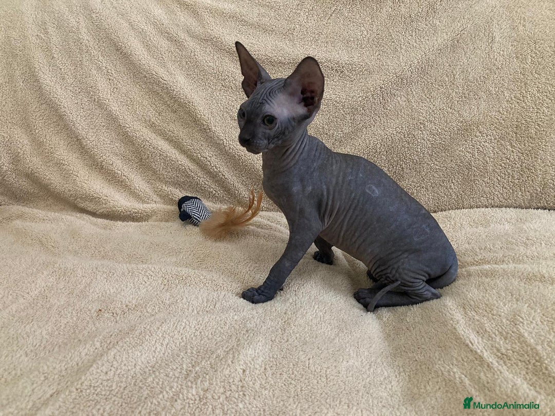 Sphynx gatos en venta: GATITOS SPHYNX - Imagen 2