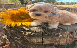 Maltipoo perros en venta: Maltipoo fotos actuales de los cachorros!! - Imagen 11