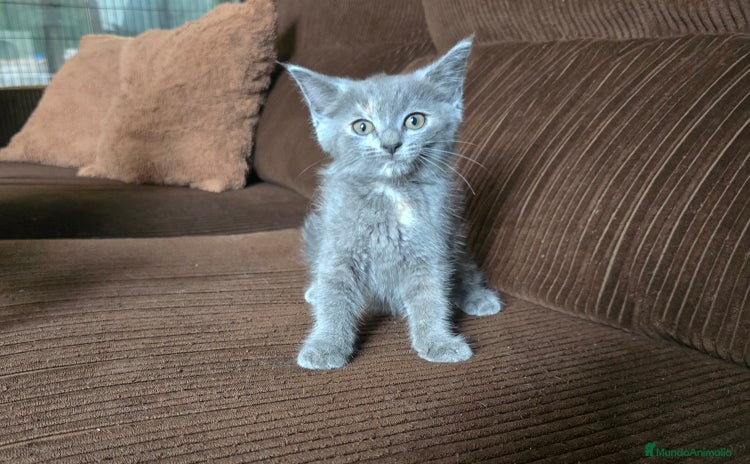 Británico de Pelo Corto gatos - Anuncio 6