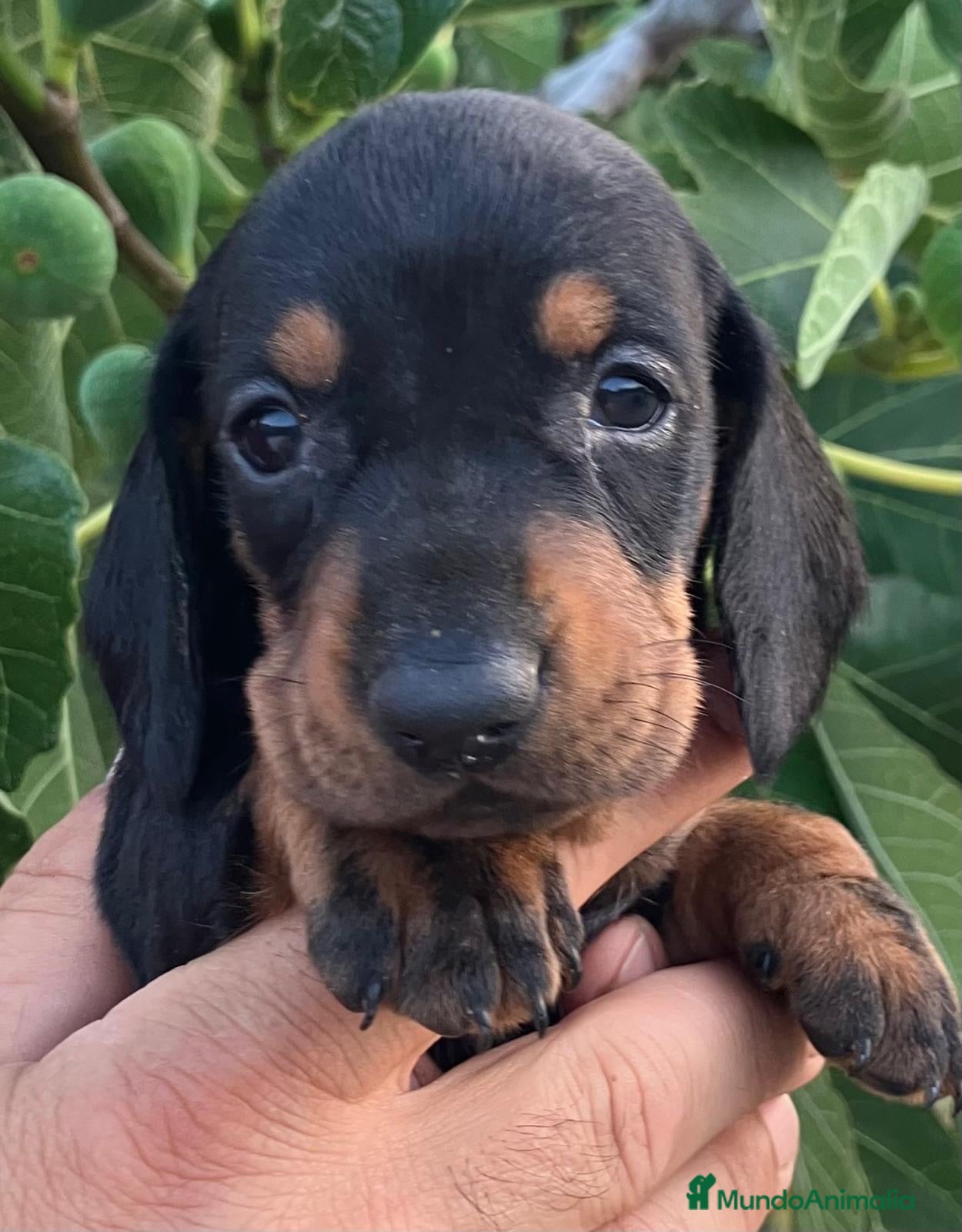 Teckel Miniatura perros  👑 Teckel Mini Negro Fuego | Financiación Fácil - Anuncio 1