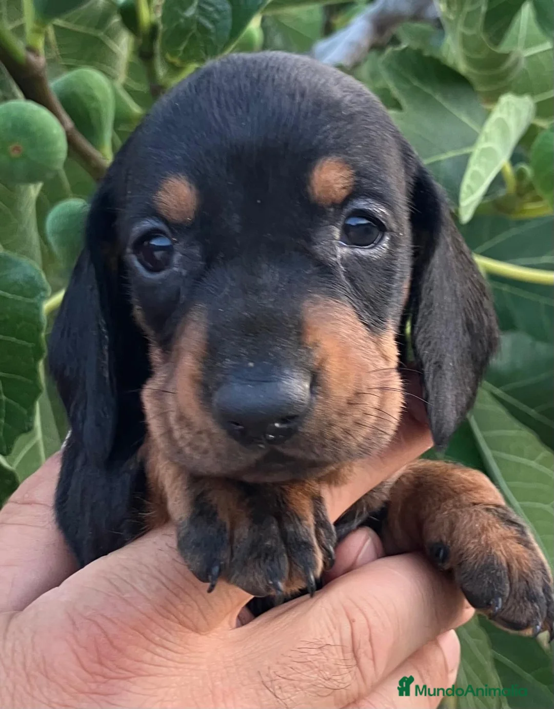 Teckel Miniatura perros en venta:  👑 Teckel Mini Negro Fuego | Financiación Fácil - Anuncio 1