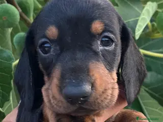 Teckel Miniatura perros 👑 Teckel Mini Negro Fuego | Financiación Fácil - Anuncio 1