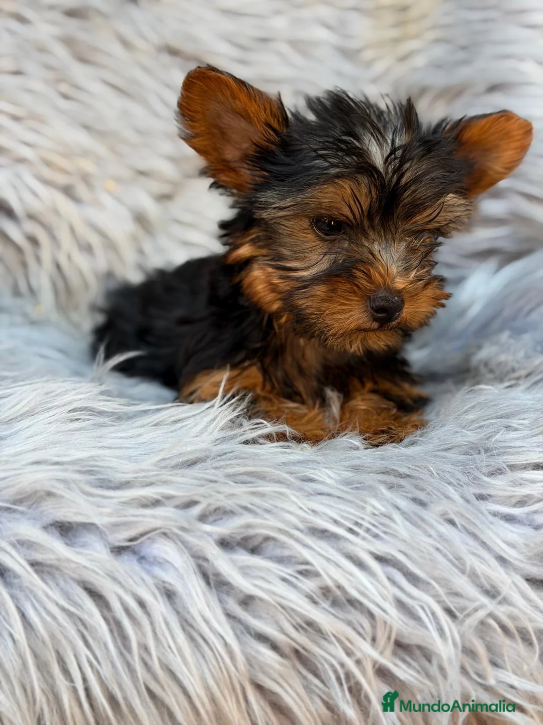 Yorkshire Terrier perros en venta: YORKSHIRE TOY MACHOS - Anuncio 5