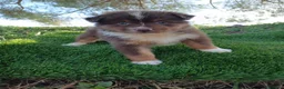 Pastor Australiano perros en venta: PASTOR AUSTRALIANO - Anuncio 3