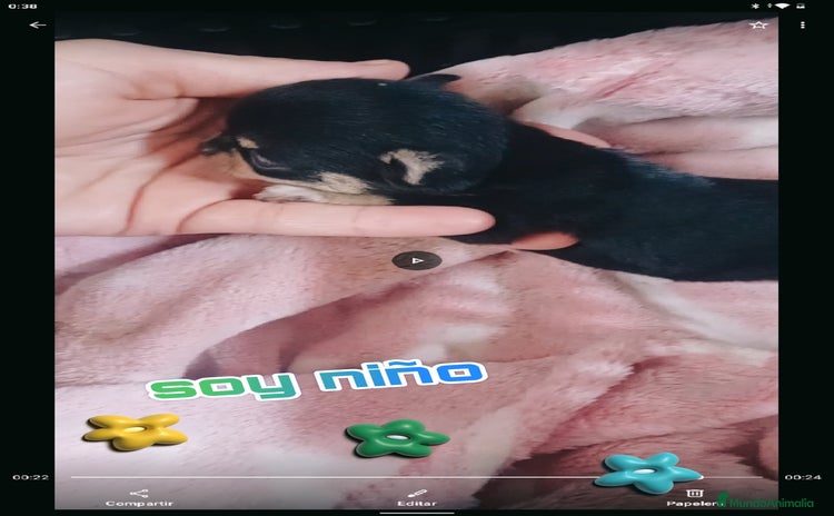 Chihuahua perros - Anuncio 6