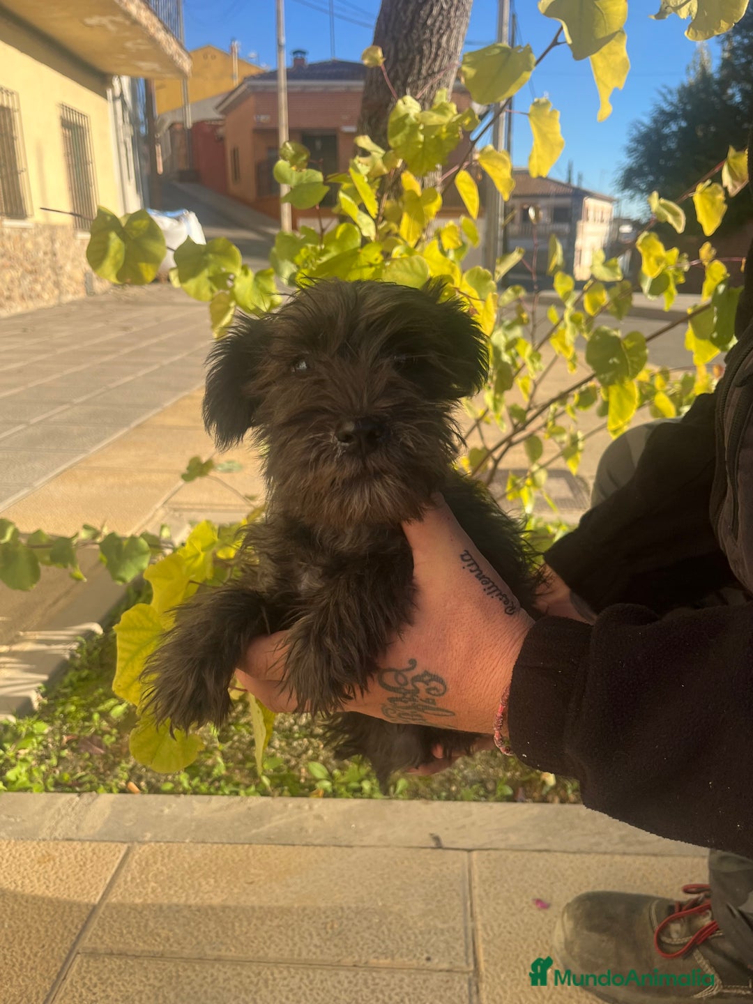 Schnauzer Miniatura perros en venta: Schnuzer min - Anuncio 4