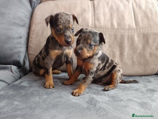 Pinscher Miniatura perros - Anuncio 41