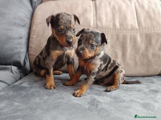 Pinscher Miniatura perros Pincher miniaturas - Anuncio 27