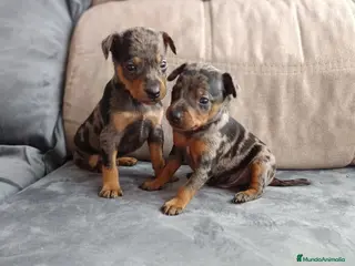 Pinscher Miniatura perros Pincher miniaturas - Anuncio 19