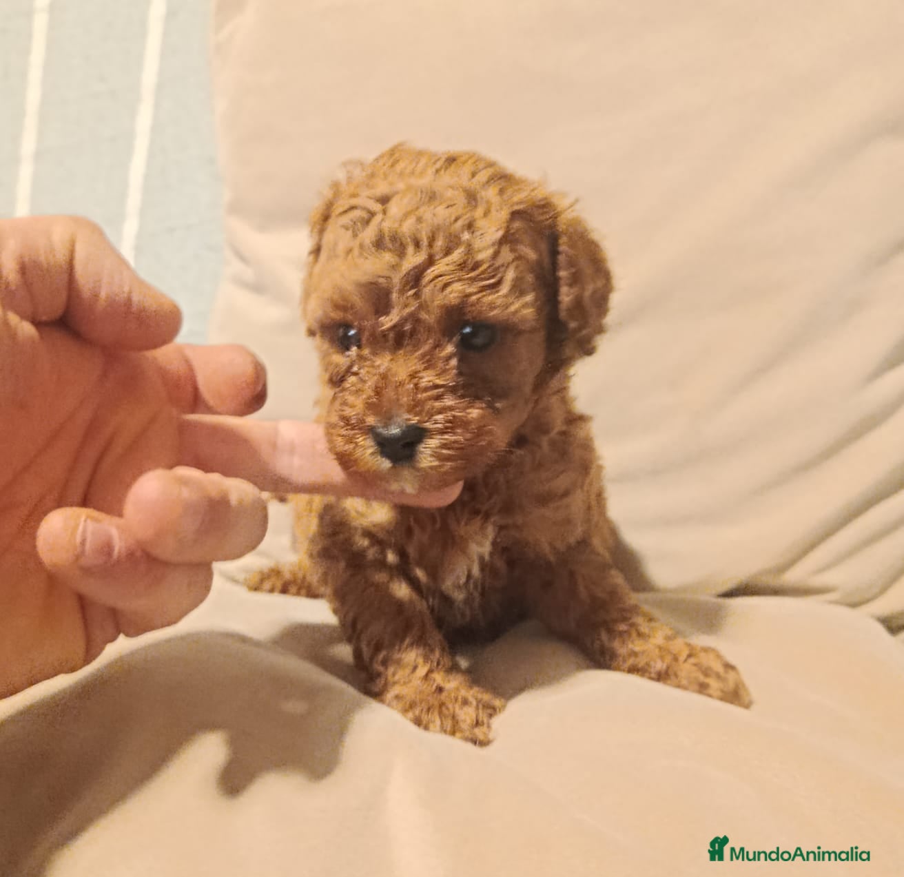 Caniche Enano perros Caniche - Anuncio 1