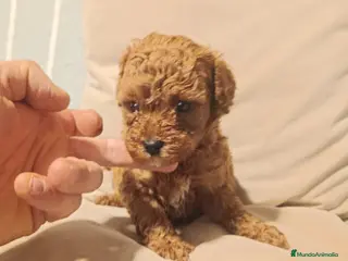 Caniche Enano perros en venta: Caniche - Anuncio 1