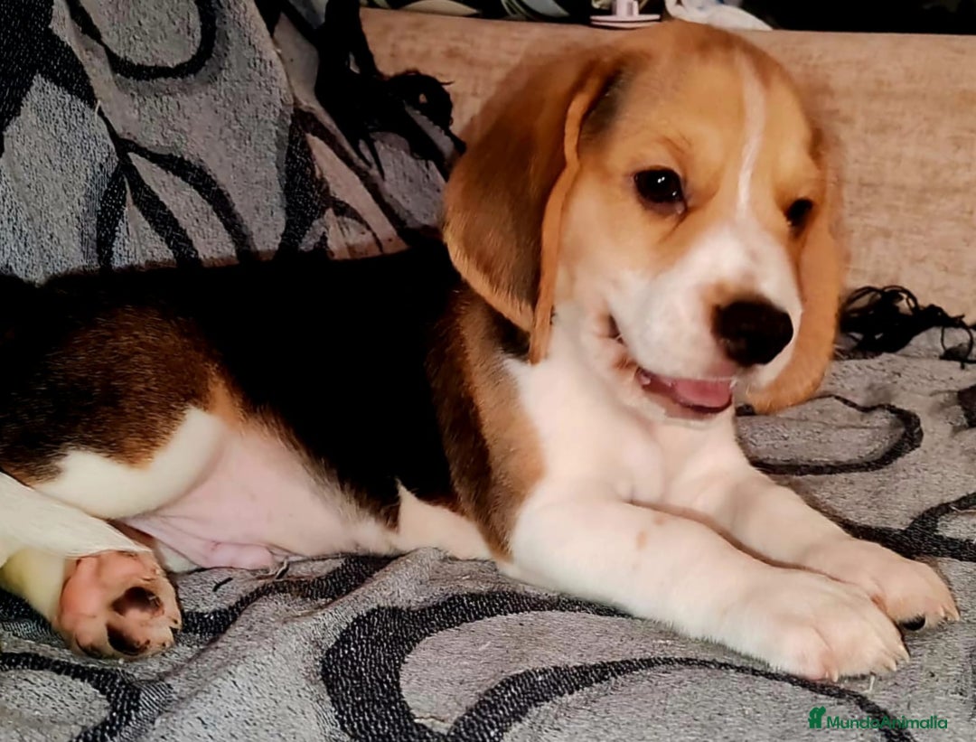 Beagle perros en venta: Beagle  - Imagen 2