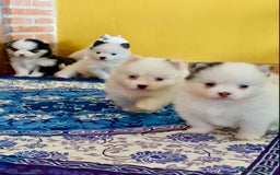 Pomsky perros en venta: Cachorro Pomsky (husky miniatura) - Imagen 7