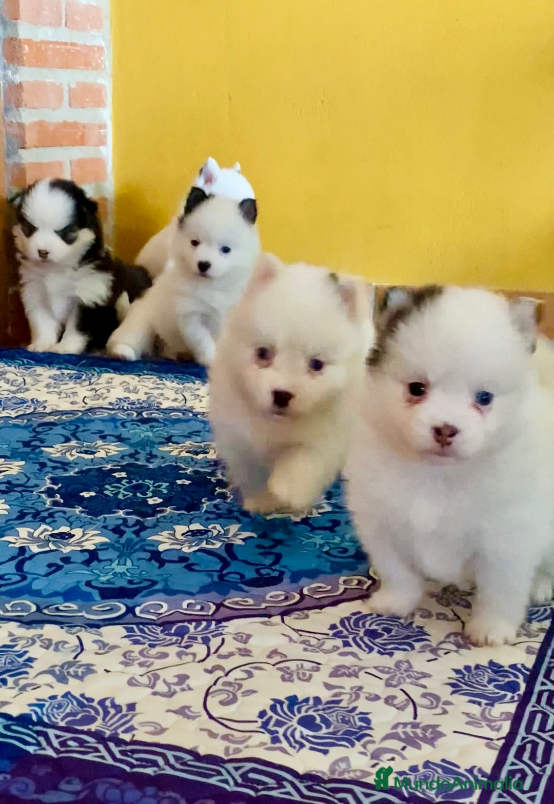 Pomsky perros en venta: Cachorro Pomsky (husky miniatura) - Imagen 7