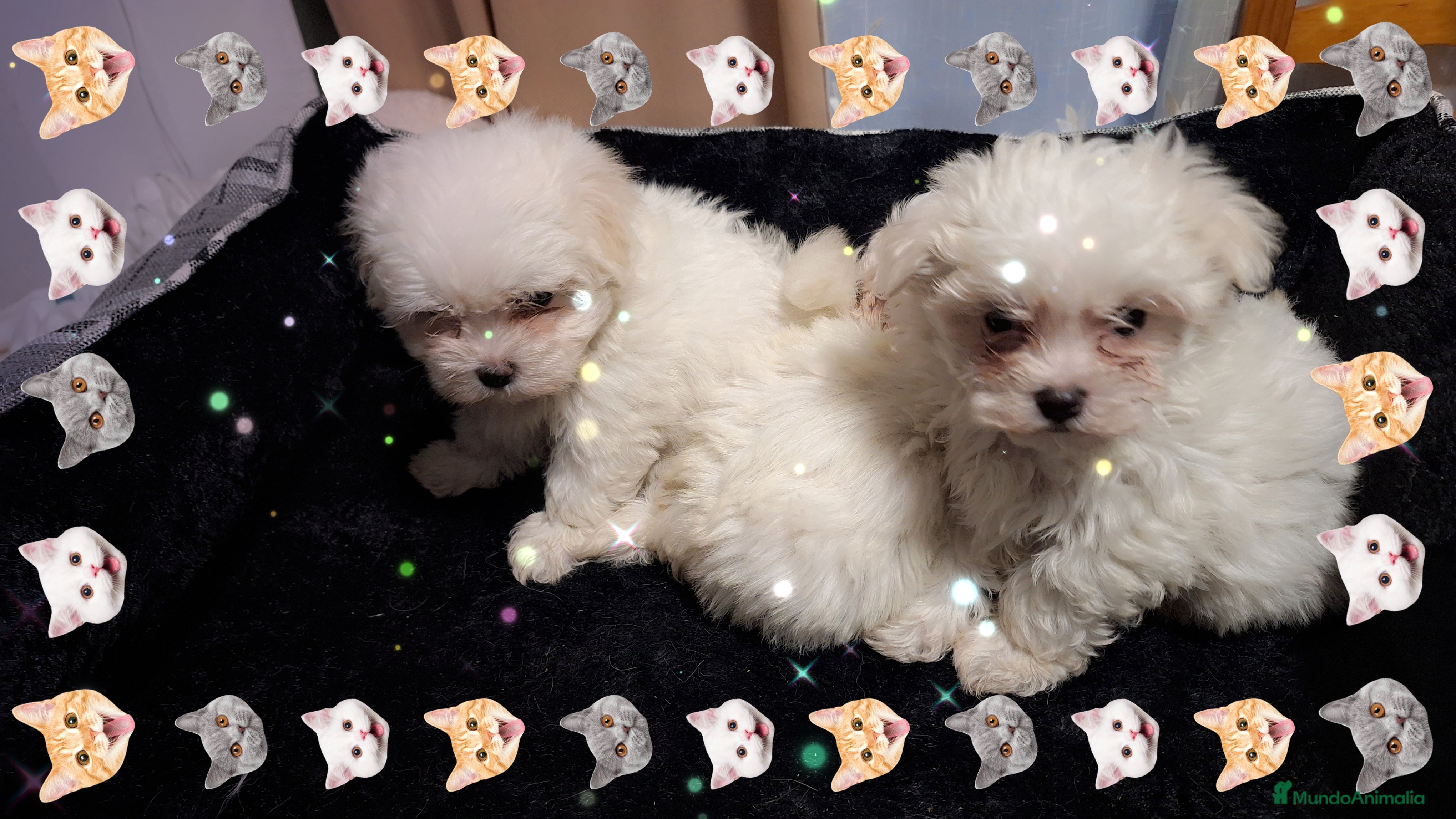 Bichón Maltés perros Bichón maltés  - Anuncio 3