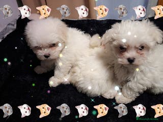 Bichón Maltés perros Bichón maltés - Anuncio 5