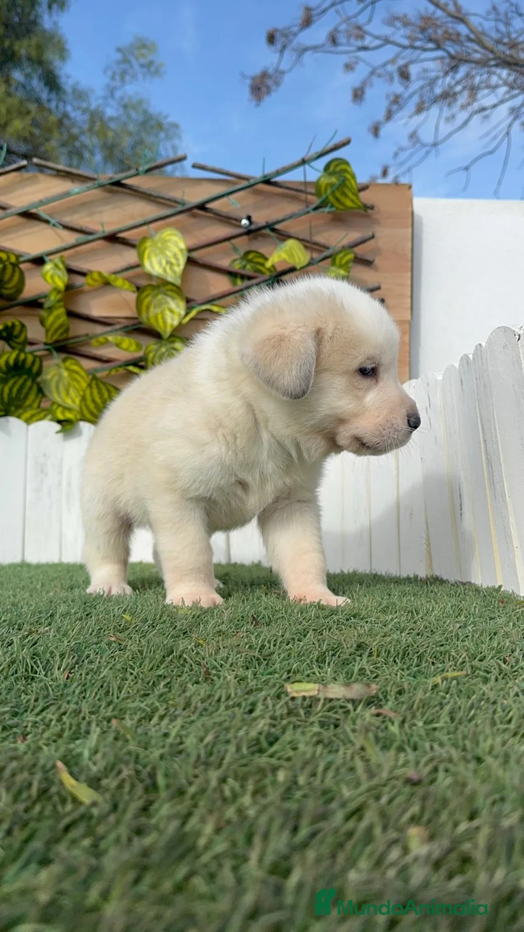 Mastín Español perros en venta: MASTIN ESPAÑOL - Anuncio 21