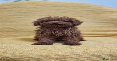 Caniche Toy perros - Propaganda 12