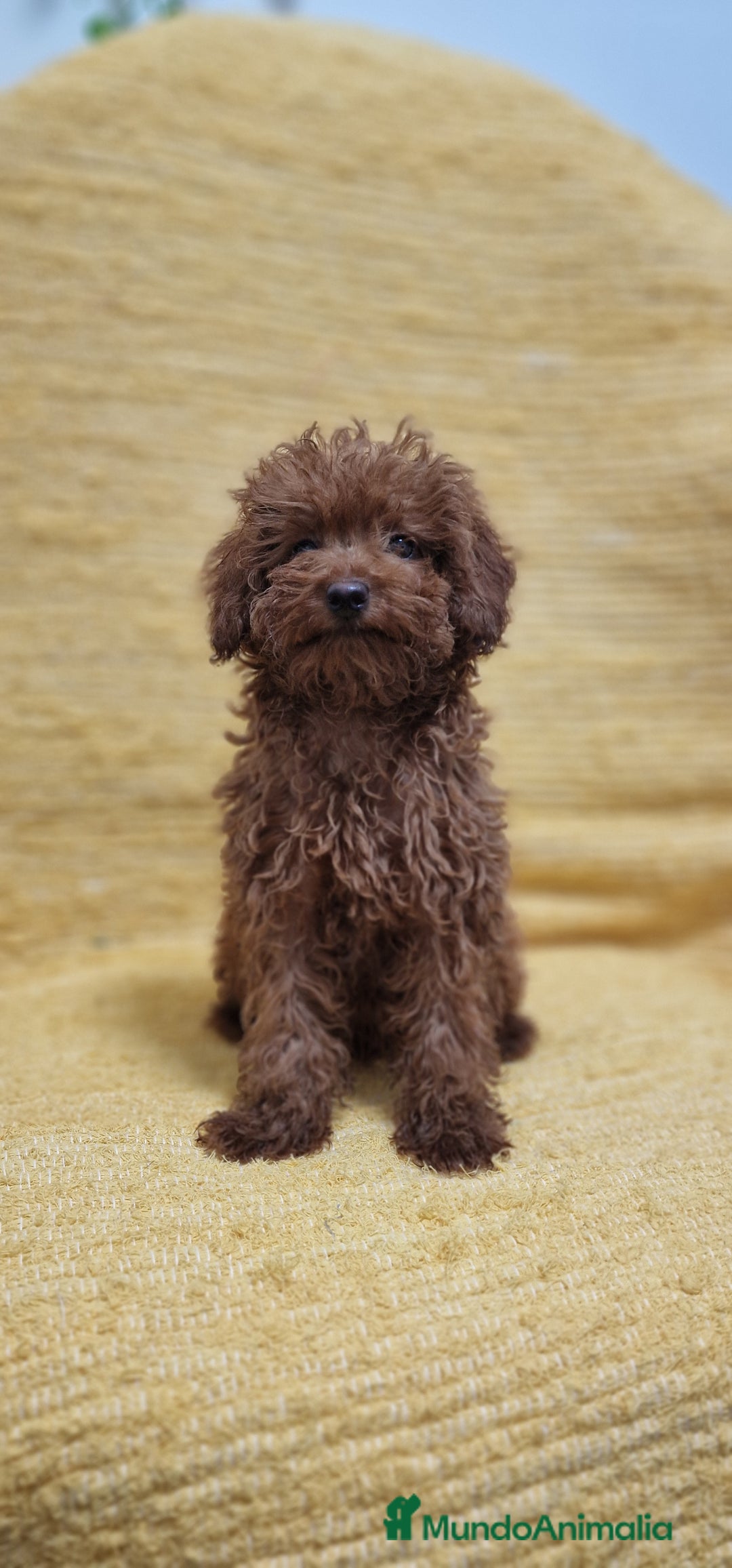 Caniche Toy perros en venta: MACHO CANICHE TOY - Imagen 2