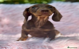 Teckel perros en venta: TECKEL HEMBRA CHOCOLATE  - Imagen 3