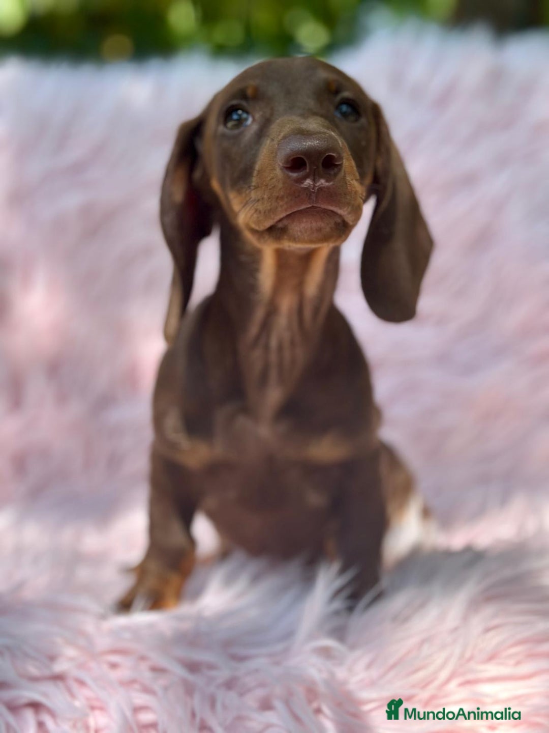 Teckel perros en venta: TECKEL HEMBRA CHOCOLATE  - Imagen 3
