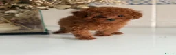 Caniche Toy perros en venta: Caniche toy  - Anuncio 2