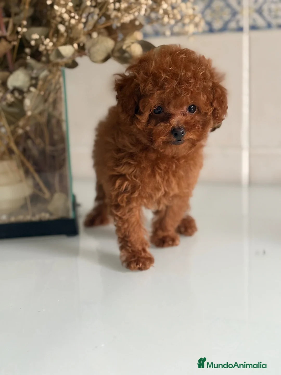 Caniche Toy perros en venta: Caniche toy  - Anuncio 2