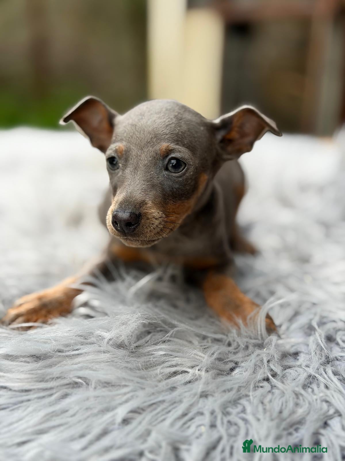 Pinscher Miniatura perros MINI PINCHER BLUE MACHO - Anuncio 1