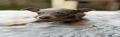 Pinscher Miniatura Cachorro 1