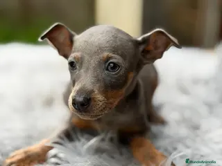 Pinscher Miniatura perros MINI PINCHER BLUE MACHO - Anuncio 1