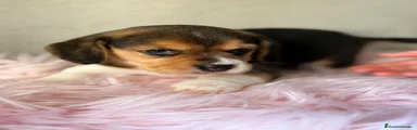Beagle Cachorro 4