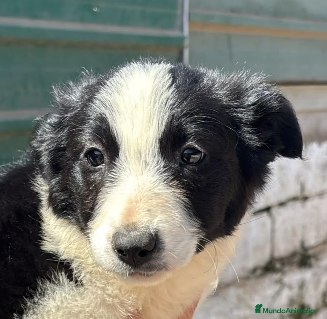 Border Collie perros en venta: Bordes Collie - Anuncio 2