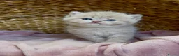 Británico de Pelo Corto gatos en venta: Camada F2 de British Shorthair Golden - Anuncio 20