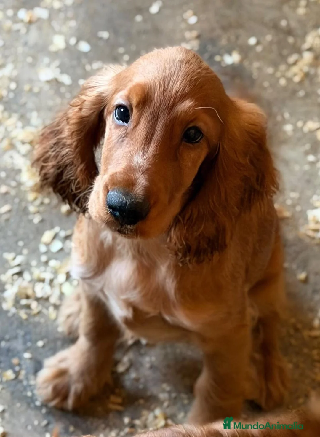 Cocker Spaniel Inglés perros en venta: Cocker inglés🐾 - Anuncio 3