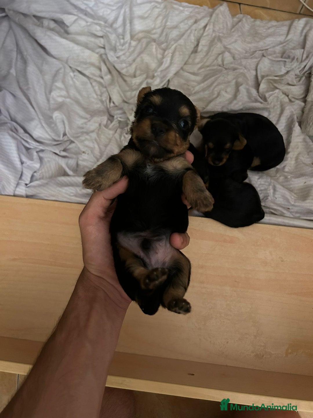 Yorkshire Terrier perros en venta: Camada de Yorkshire - Imagen 8