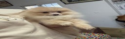 Pomerania perros en venta: Hembritas de Pomerania  - Anuncio 1