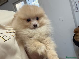 Pomerania perros Hembritas de Pomerania - Anuncio 7
