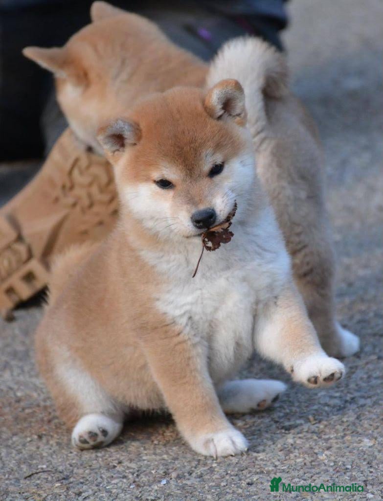 Shiba Inu perros CRIADERO DE SHIBA INU  - Anuncio 1