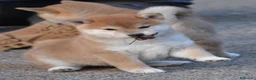 Shiba Inu perros en venta: CRIADERO DE SHIBA INU  - Anuncio 1