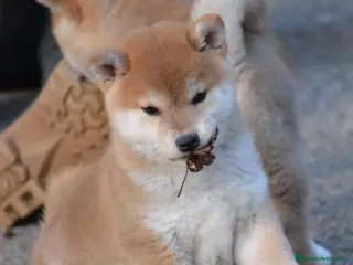 Shiba Inu perros CRIADERO DE SHIBA INU - Anuncio 1
