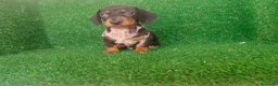 Teckel Miniatura perros en venta: Teckel miniatura  - Anuncio 5