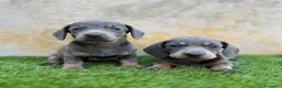 Teckel Miniatura perros en venta: Teckel miniatura  - Anuncio 2