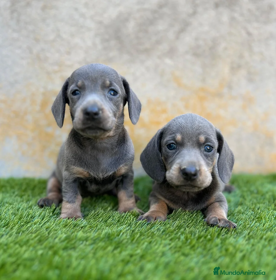 Teckel Miniatura perros en venta: Teckel miniatura  - Anuncio 2