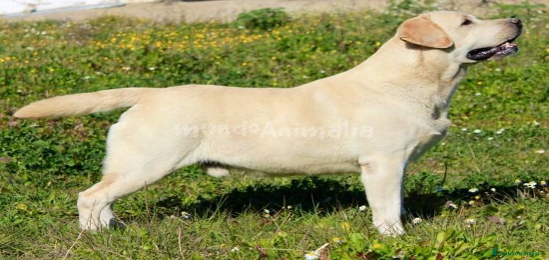 Imagen de galería {{count}}