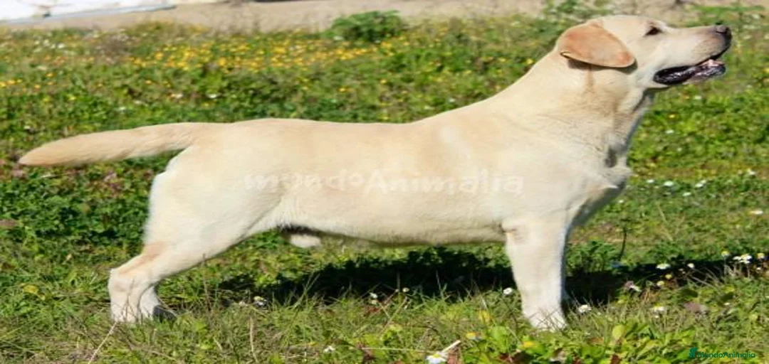 Imagen de galería {{count}}