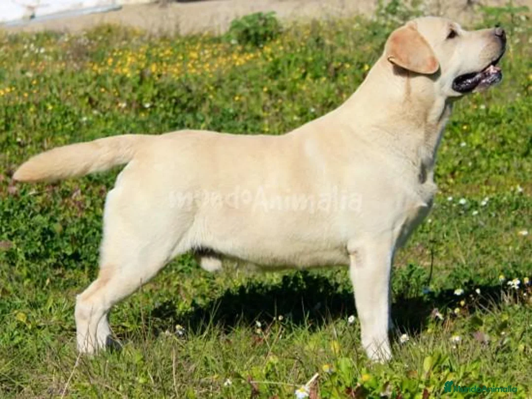 Imagen de galería {{count}}